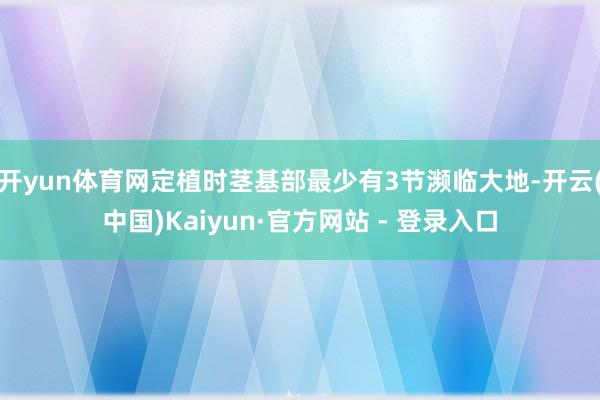开yun体育网定植时茎基部最少有3节濒临大地-开云(中国)Kaiyun·官方网站 - 登录入口